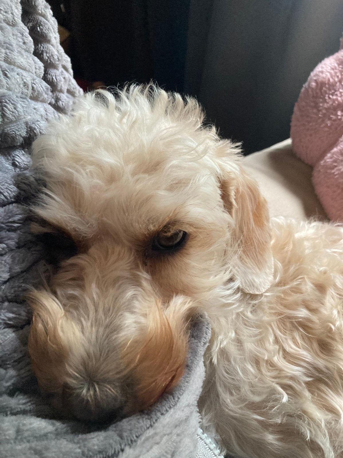 Lotje zoekt een vriendje, Dieren en Toebehoren, Honden | Niet-rashonden, 1 tot 2 jaar, Teef, Parvo, Eén hond