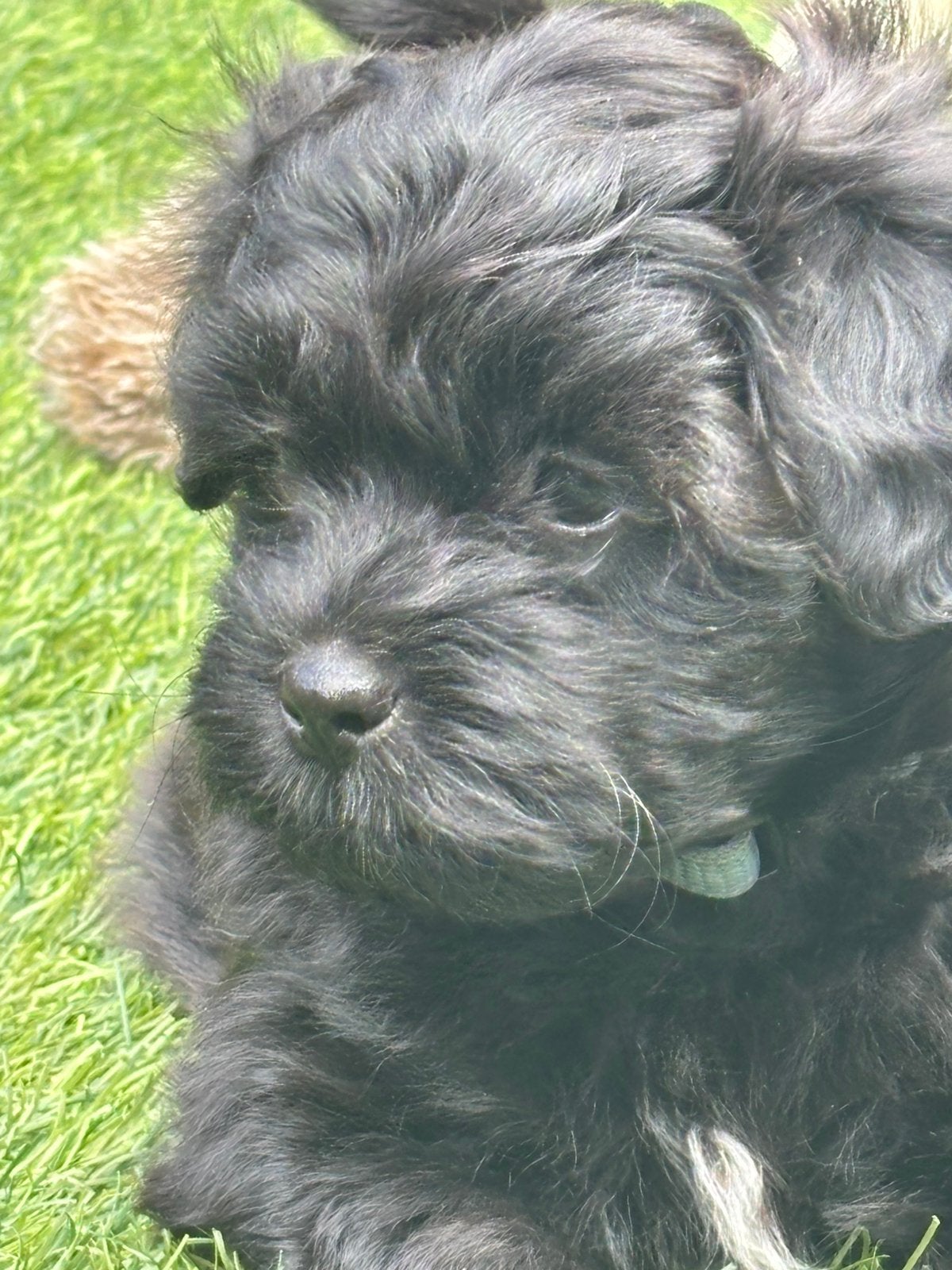 Lhasa apso / toypoedel pups, Reu, 8 tot 15 weken, Parvo, Meerdere
