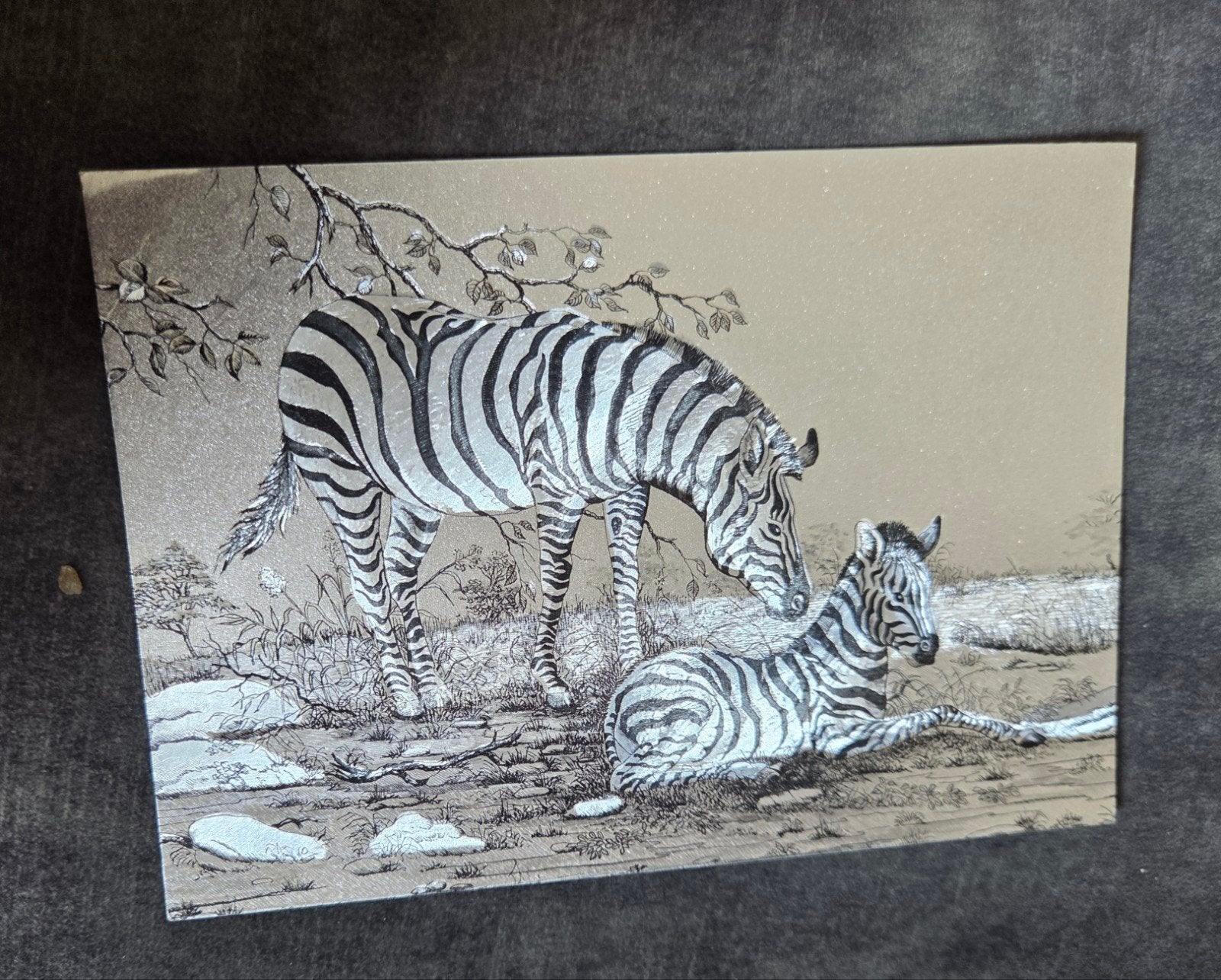 Vintage Ansichtkaart Zebra met Veulen - Gedrukt in Engeland, Verzenden, 1960 tot 1980, Ongelopen, Overige thema's