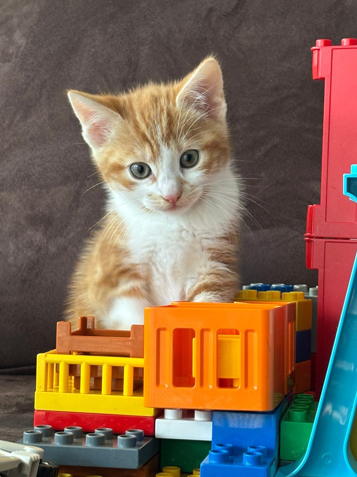 Super lieve europese korthaar poesjes, inclusief vaccinatie!, Poes, Ontwormd, 0 tot 2 jaar