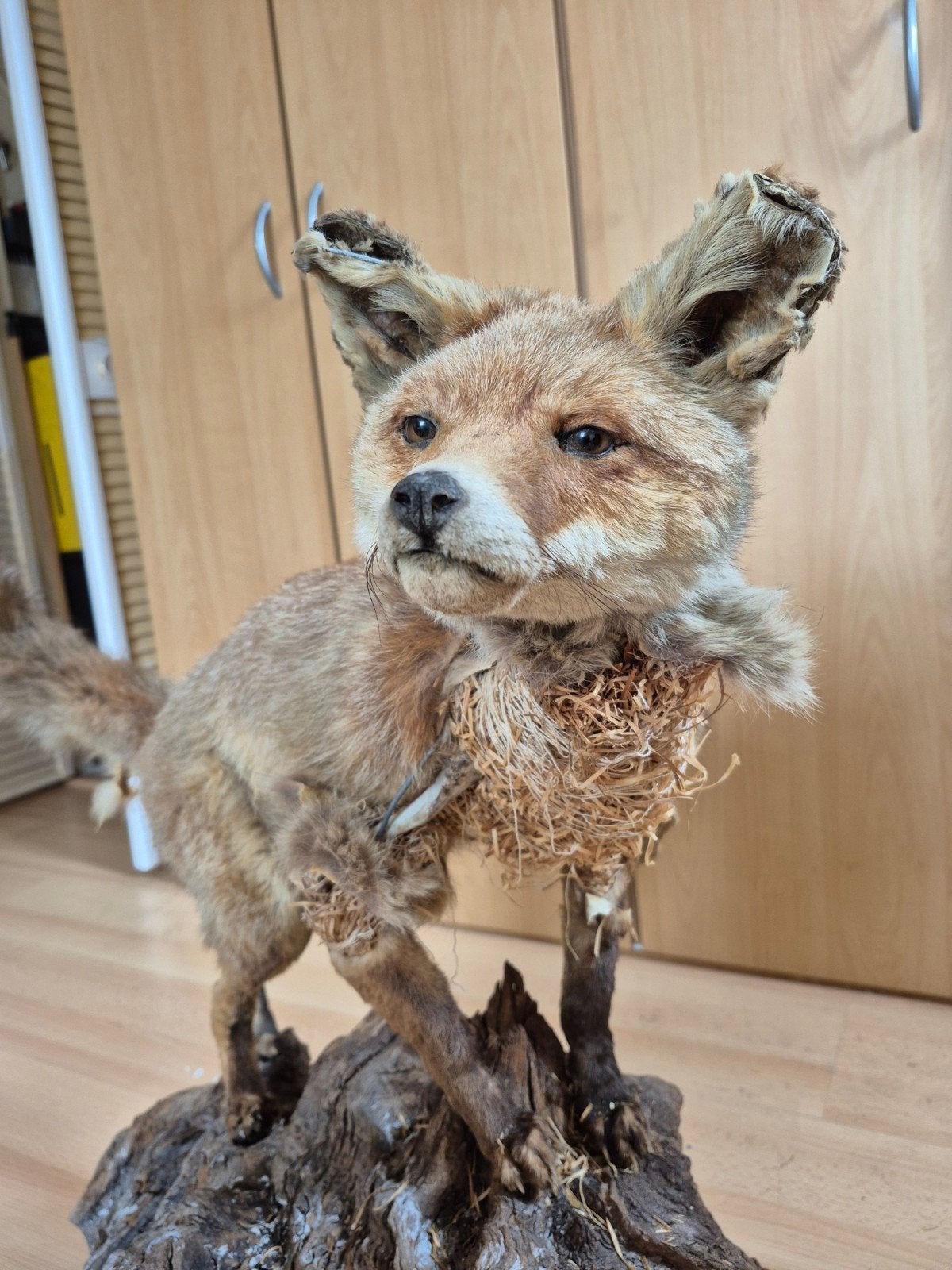 opgezette vos met schade, Verzamelen, Dierenverzamelingen, Ophalen, Gebruikt, Wild dier, Opgezet dier