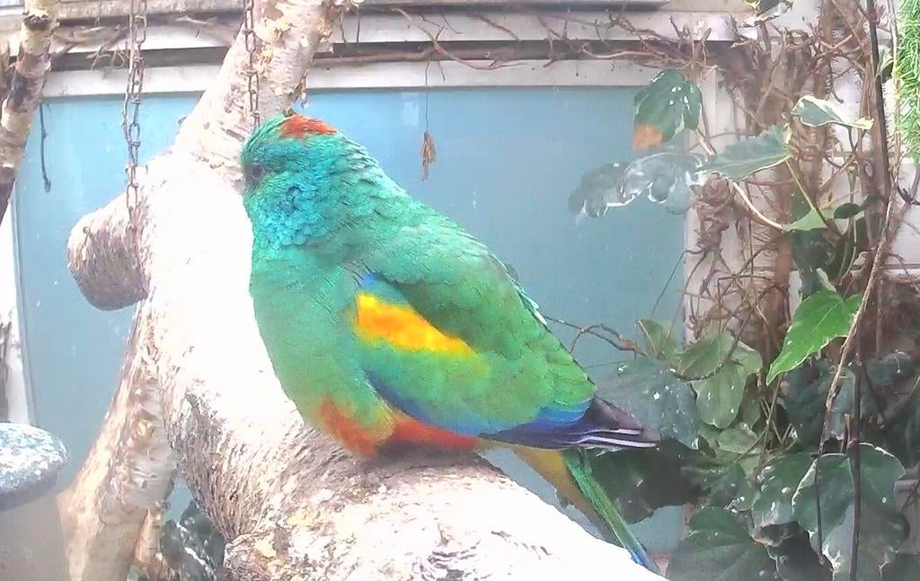 Koppel Veelkleuren parkieten (Psephotus varius), Meerdere dieren, Parkiet