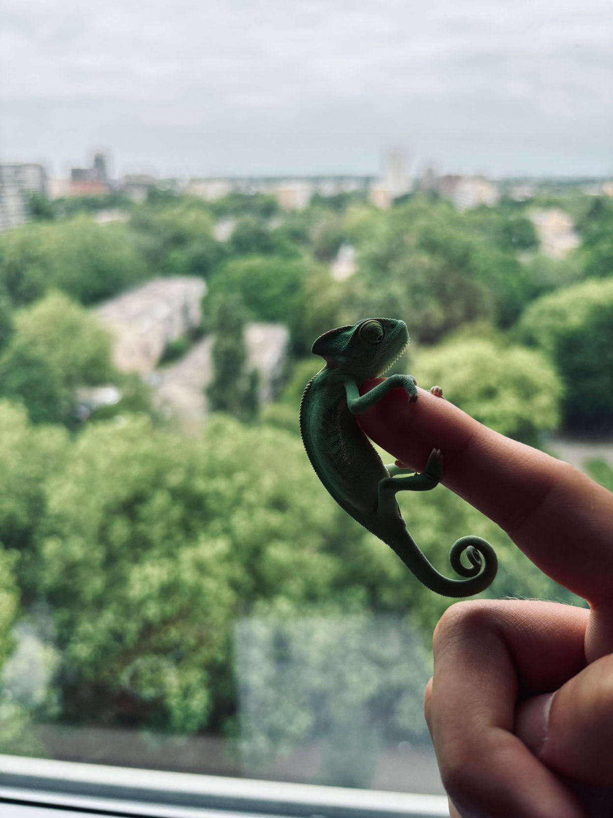 Baby jemen kameleon + overcompleet gaas terra Chameleon - male for sale from piet