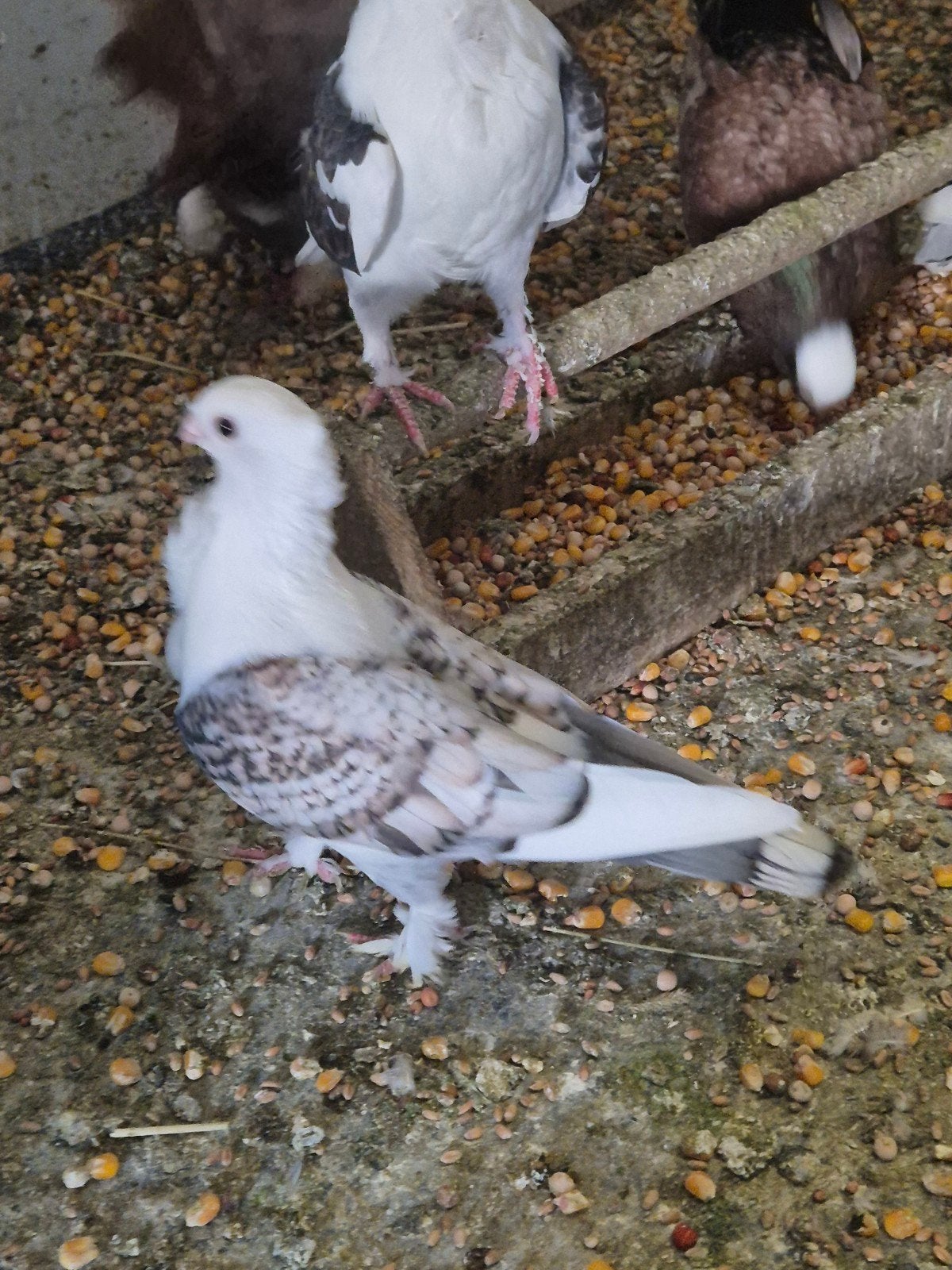 Koppel oosterse meeuwen, Dieren en Toebehoren, Meerdere dieren, Overige soorten