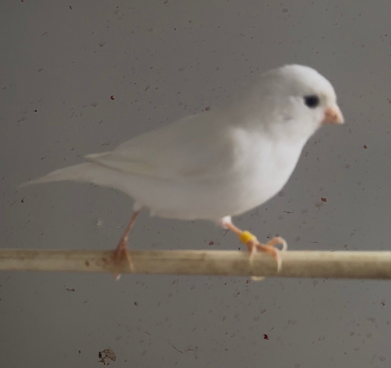Kanarie pop, Dieren en Toebehoren, Vogels | Kanaries, Vrouwelijk, Kleurkanarie
