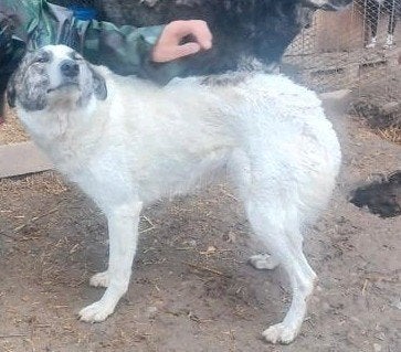 Lieve Tabitha ter Adoptie!, Dieren en Toebehoren, Honden | Niet-rashonden, Particulier, Buitenland, Teef, Eén hond