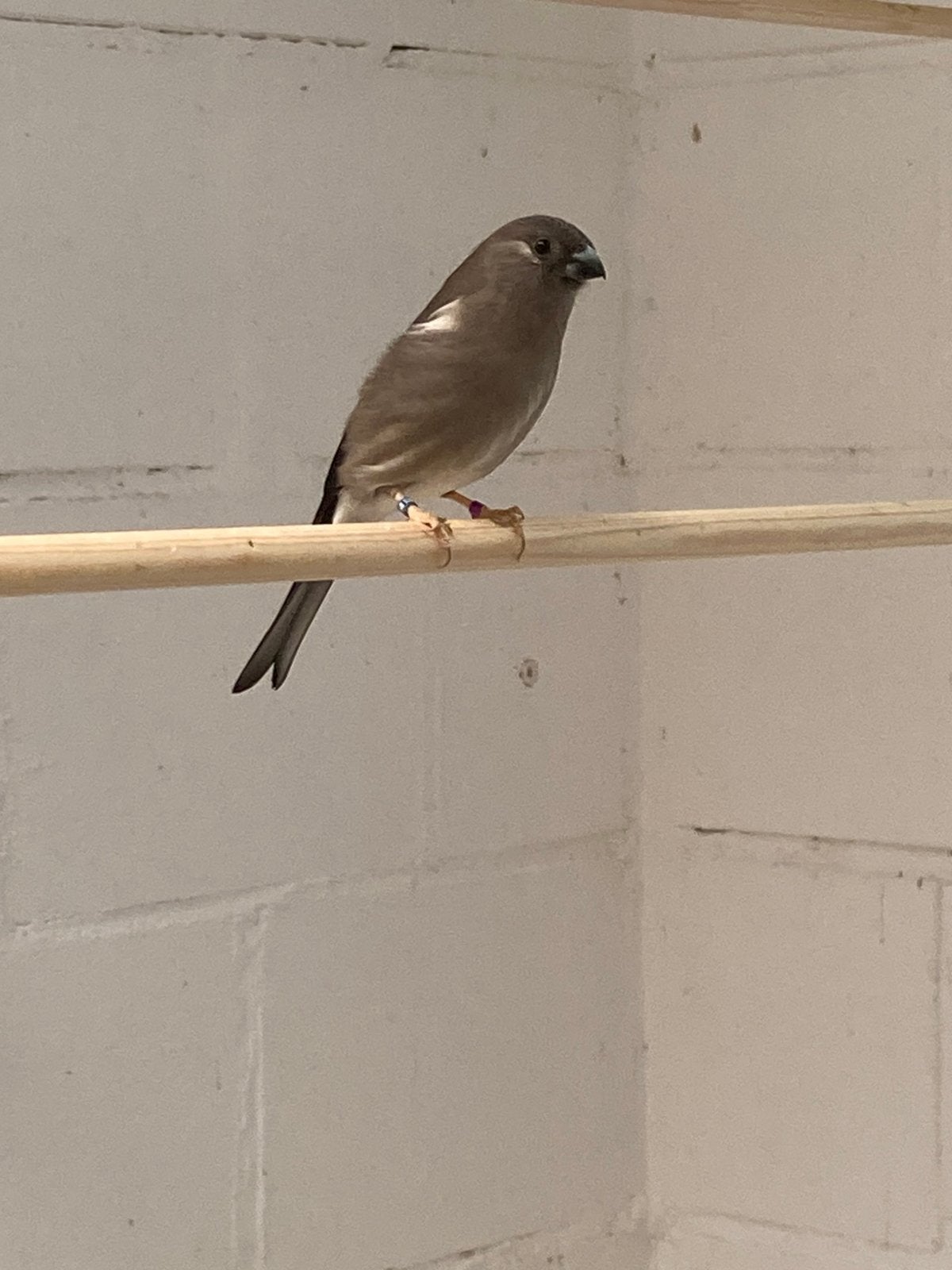 Te koop Nepalgoudvinken (P. nipalensis), Dieren en Toebehoren, Vogels | Overige Vogels, Meerdere dieren, Wildzangvogel, Geringd
