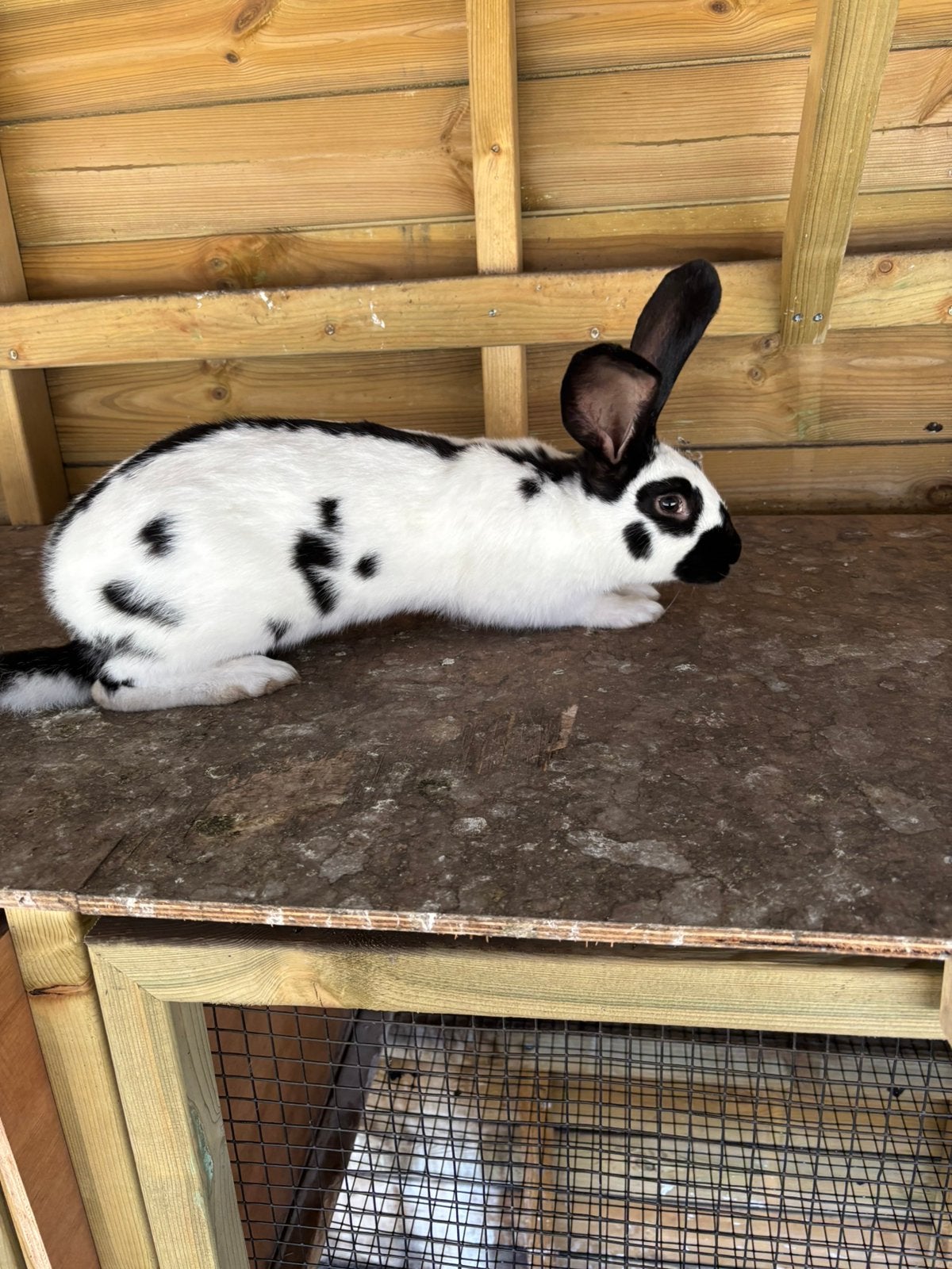 Lotharinger, Mannelijk, Groot, 0 tot 2 jaar