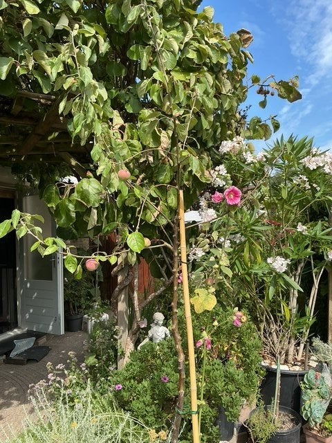 Hoge appelboom 2.40m hoog Summerred, Ophalen, Lente, In pot, Appelboom