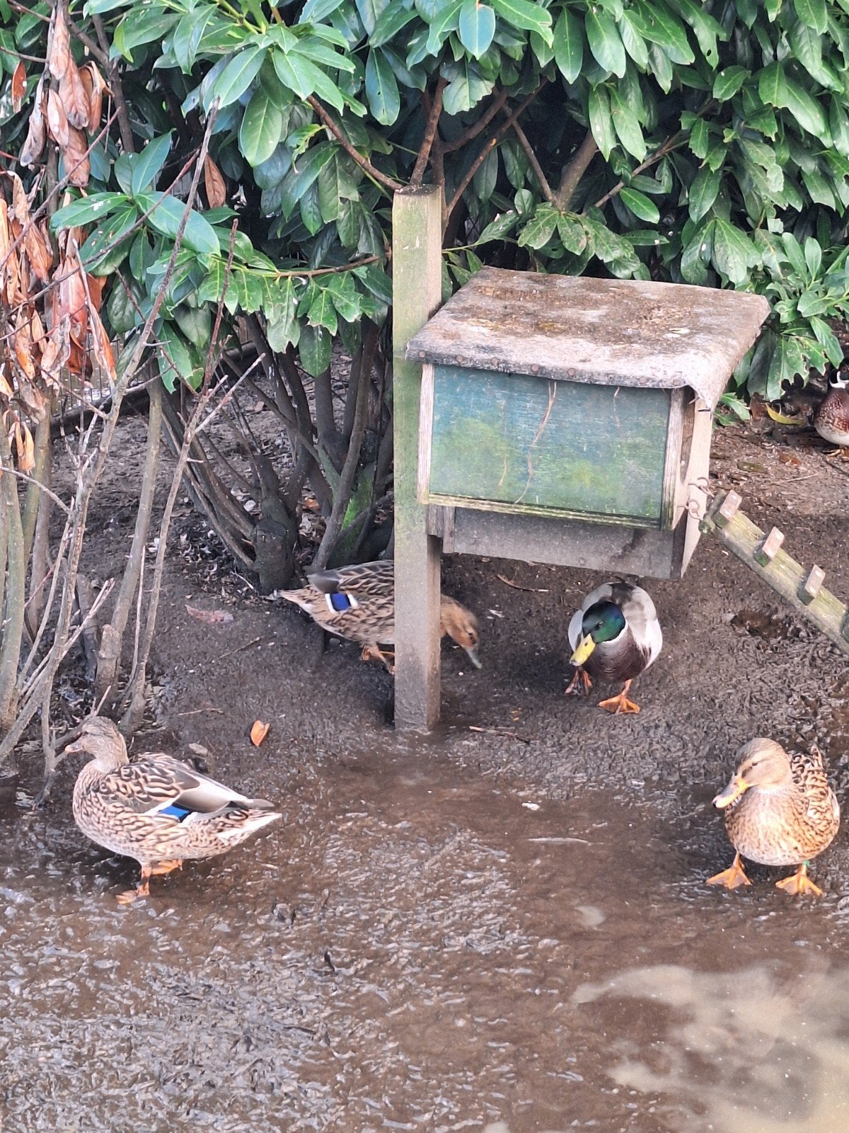 wilde eenden vrouwtje, Dieren en Toebehoren, Vrouwelijk, Eend