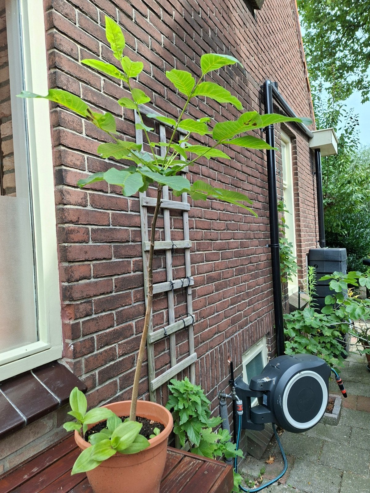 Walnoot boompje, Overige soorten, Minder dan 100 cm, Ophalen, Volle zon