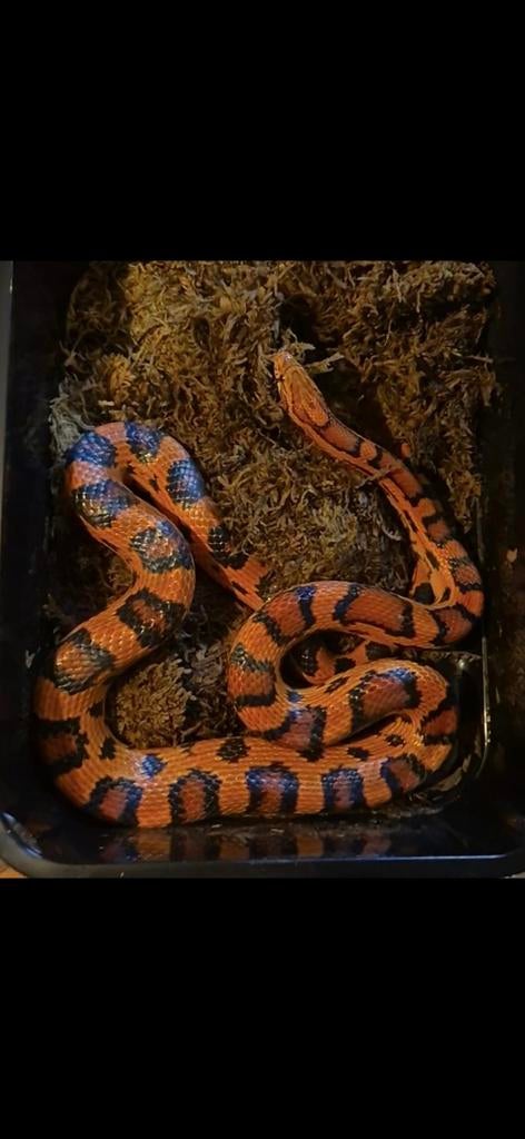 Pantherophis gutuates okeetee bewezen koppel Rat Snake - unknown for sale from podarcis sicula