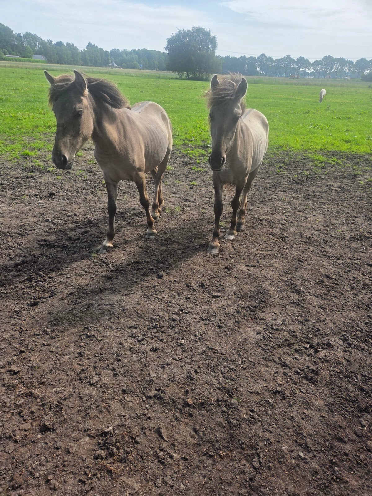 Te mooi koniks en mooi ruin shetlander, Minder dan 160 cm, Ruin, 3 tot 6 jaar, Gechipt