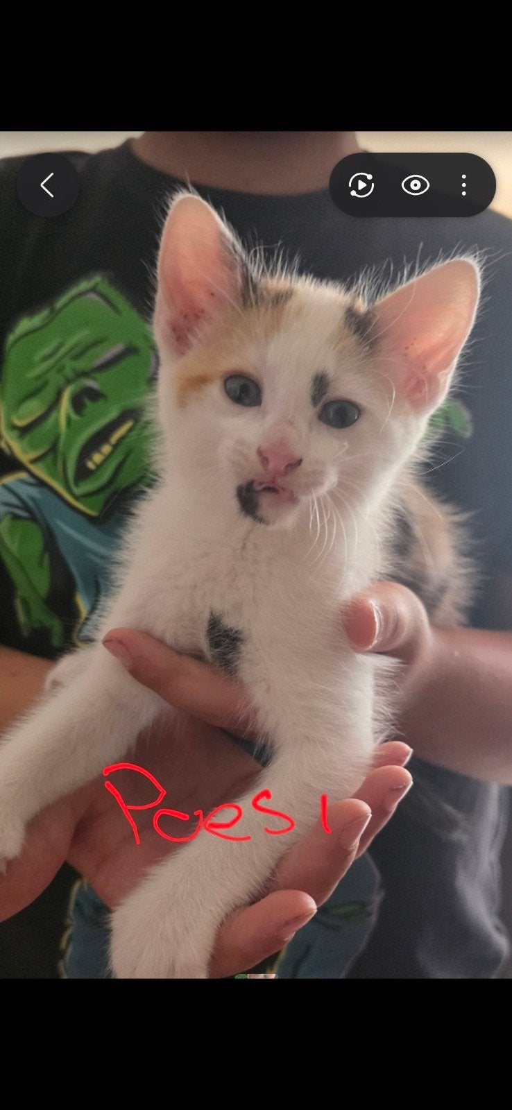 kittens te koop, Dieren en Toebehoren, Katten en Kittens | Overige Katten, Meerdere dieren, 0 tot 2 jaar