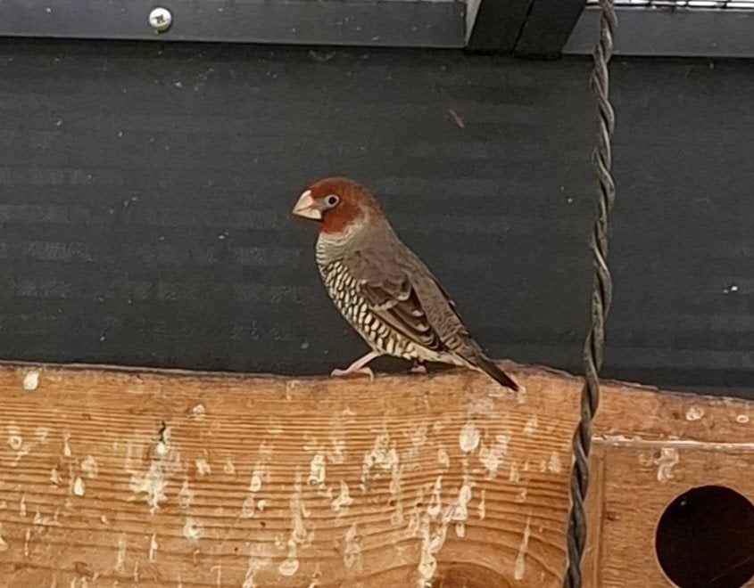 1-1 Roodkopamadine van 2025, Dieren en Toebehoren, Vogels | Overige Vogels, Meerdere dieren, Tropenvogel, Geringd