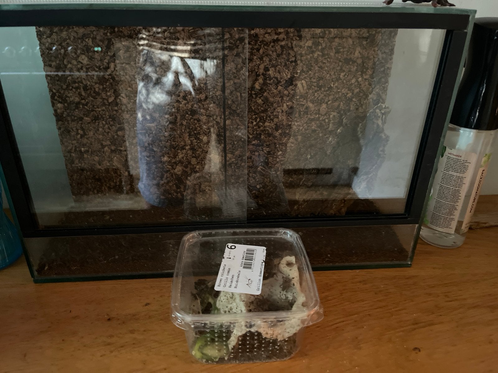 Terrarium, Dieren en Toebehoren, Ophalen of Verzenden
