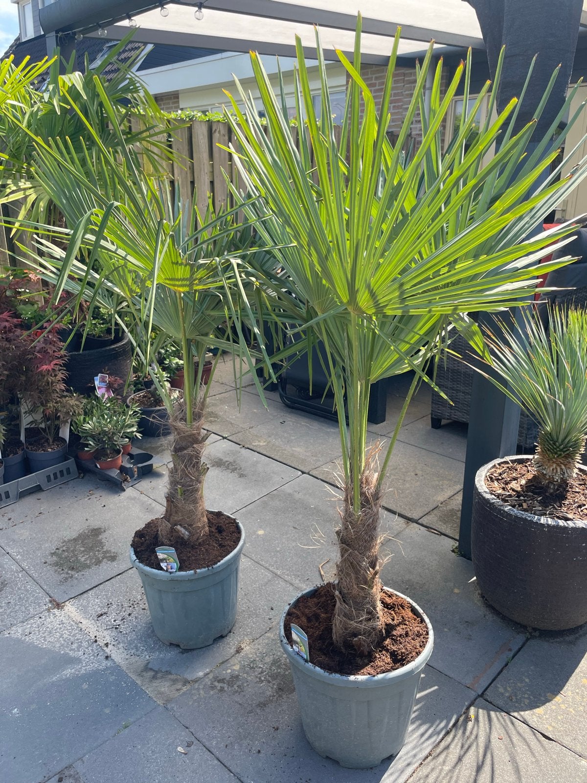 Twee prachtige Trachycarpus Fortunei palmbomen, Overige soorten, Volle zon, Vaste plant, Ophalen of Verzenden