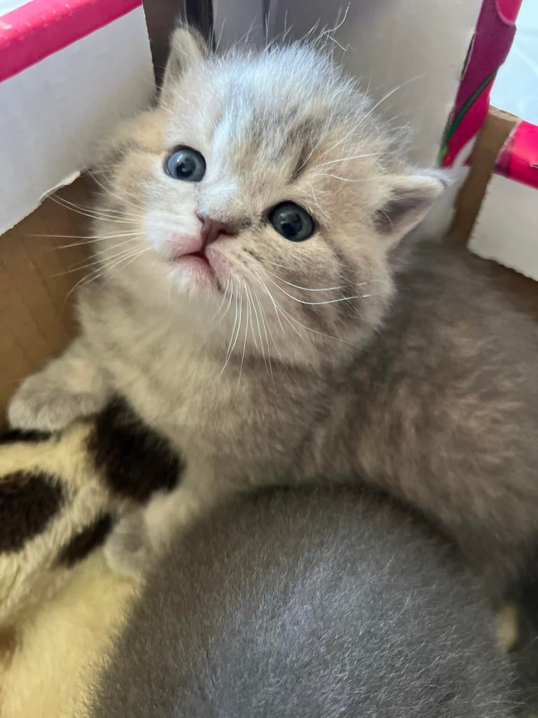 Britse Korthaar kittens | Lilac-grijs-tabby | Speels en lief, Meerdere dieren, Ontwormd, 0 tot 2 jaar