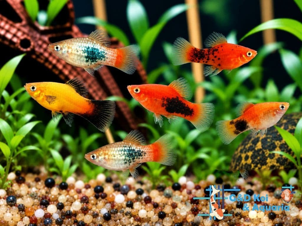 Platy, molly levendige kleurige (levendbarende )vissen, Vis, Zoetwatervis
