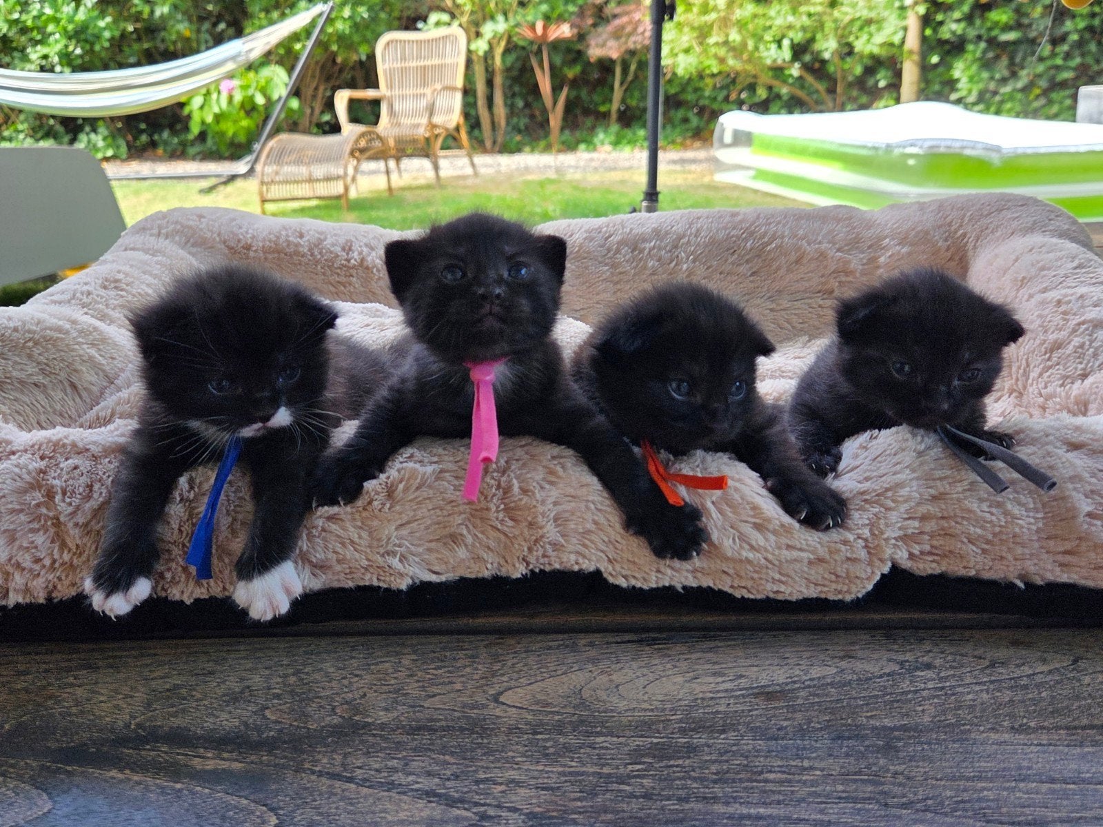 4 mooie kittens/ geboren 1 juli 2026, Dieren en Toebehoren, Katten en Kittens | Overige Katten, Meerdere dieren, Kortharig, 0 tot 2 jaar