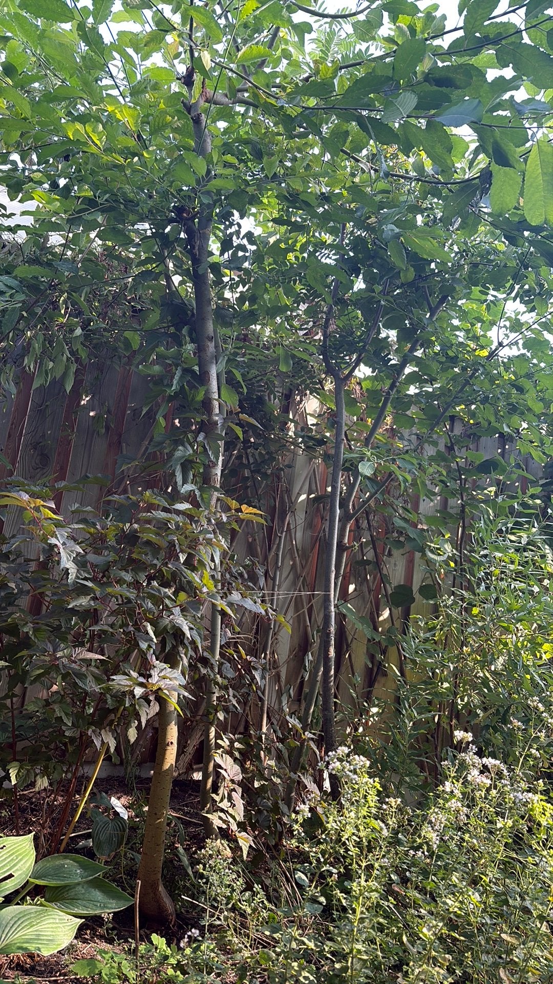Verschillende loofbomen, Tuin en Terras, Planten | Bomen, Ophalen, Volle zon, Overige soorten