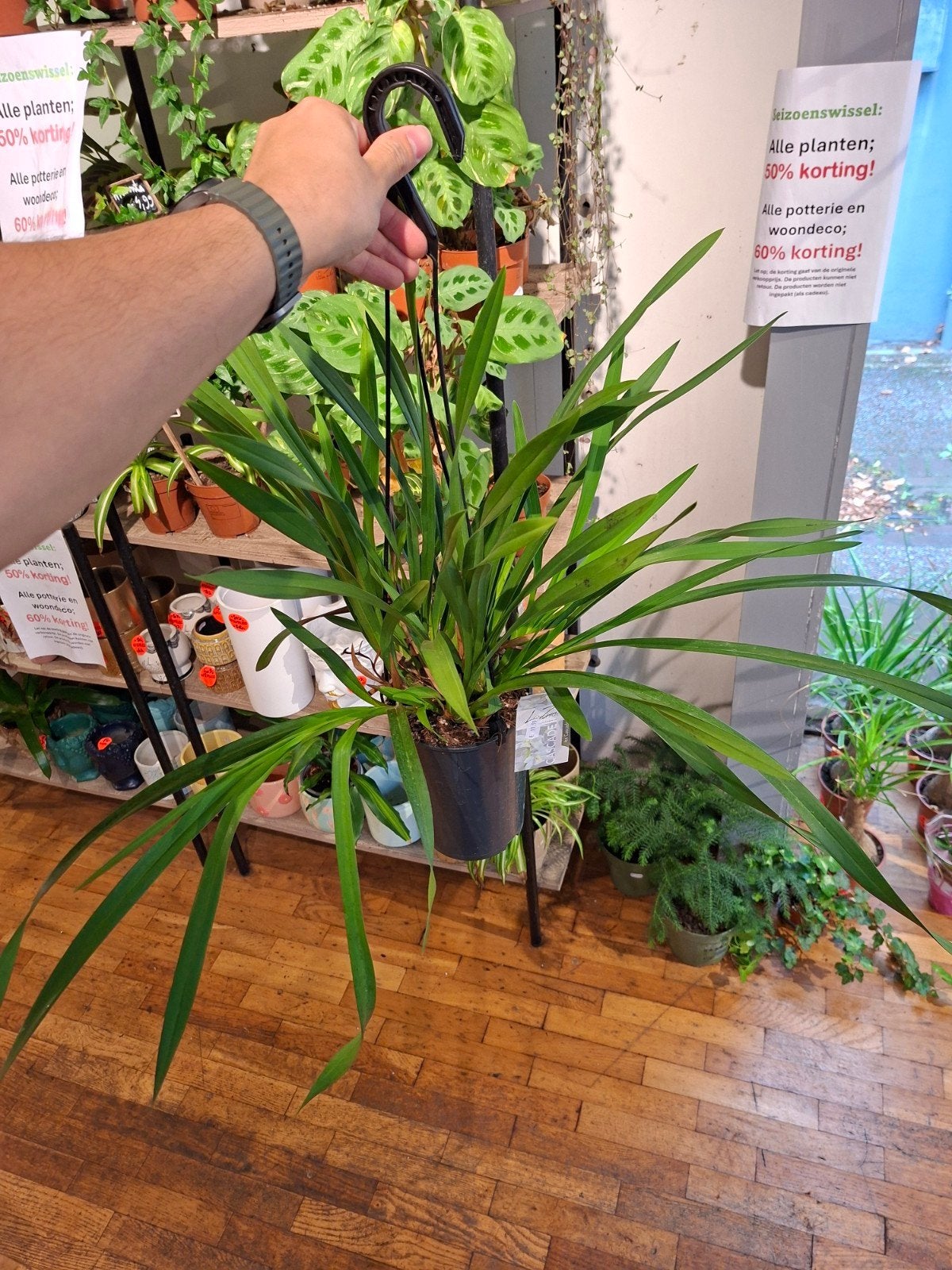 Cymbidium (orchidee), Ophalen, Overige soorten, Halfschaduw, In pot