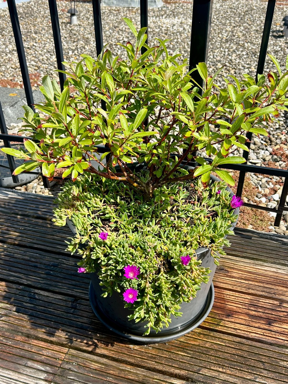Salix Mount Aso with Delosperma Cooperi, Tweejarig, Halfschaduw, Lente, Ophalen