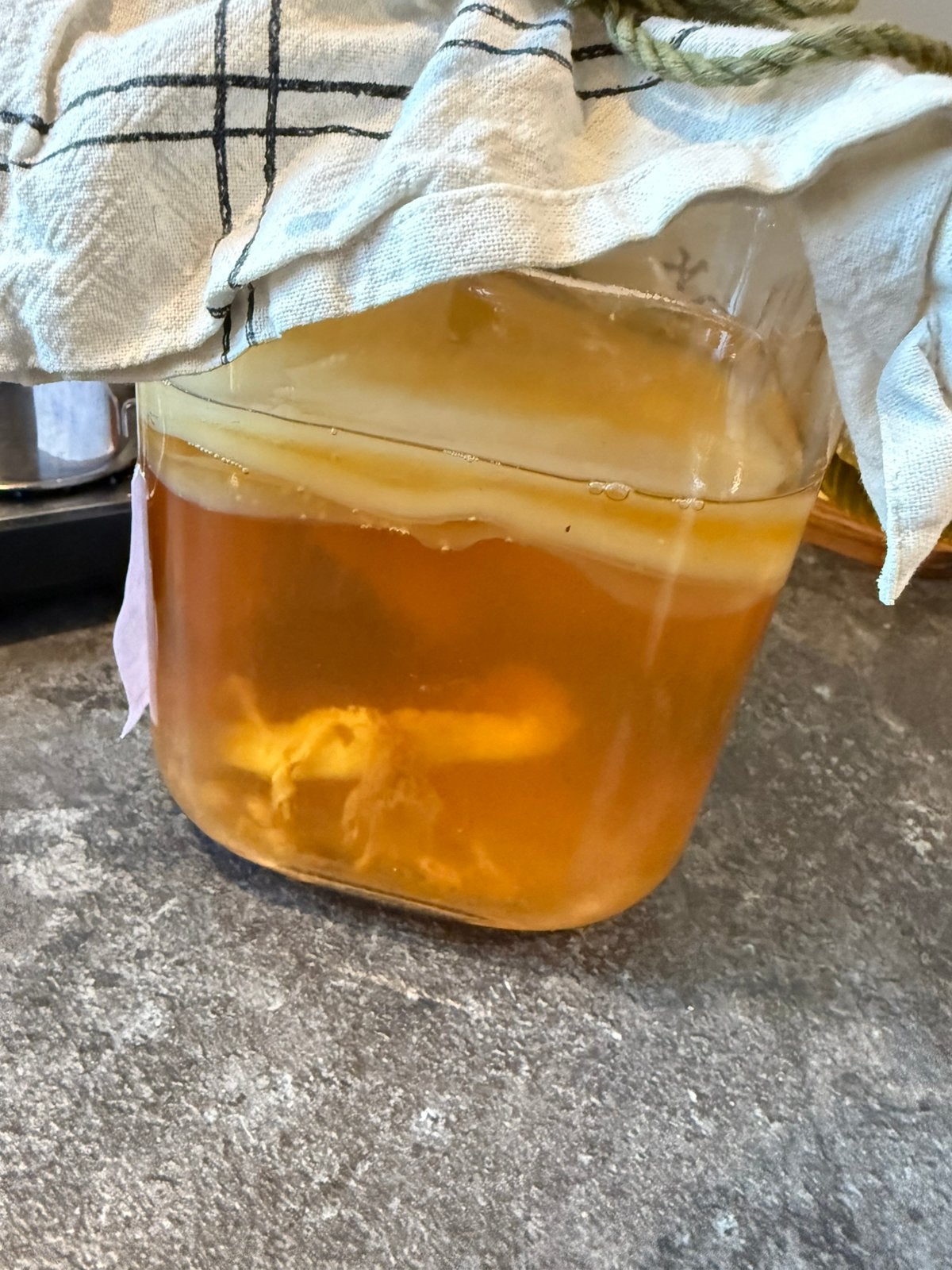 Kombucha scoby, Ophalen