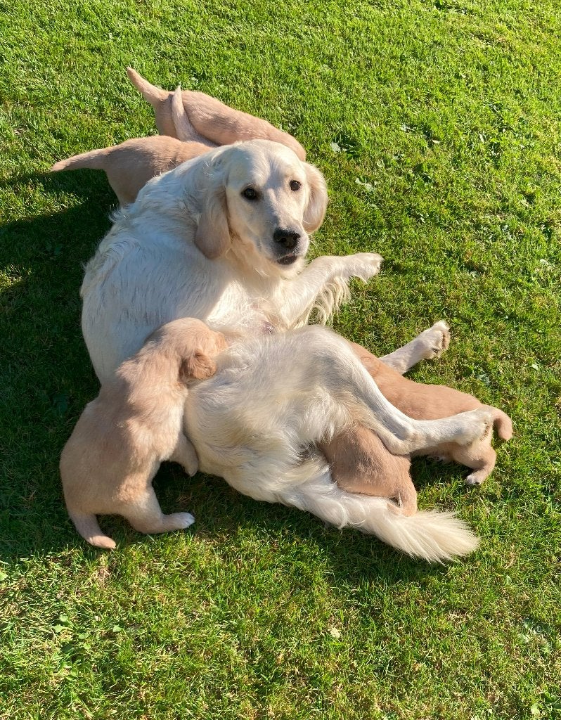 Pups Golden Retriever x Nova Scotia Duck Toller Retriever, 8 tot 15 weken, Meerdere, Meerdere dieren, Parvo