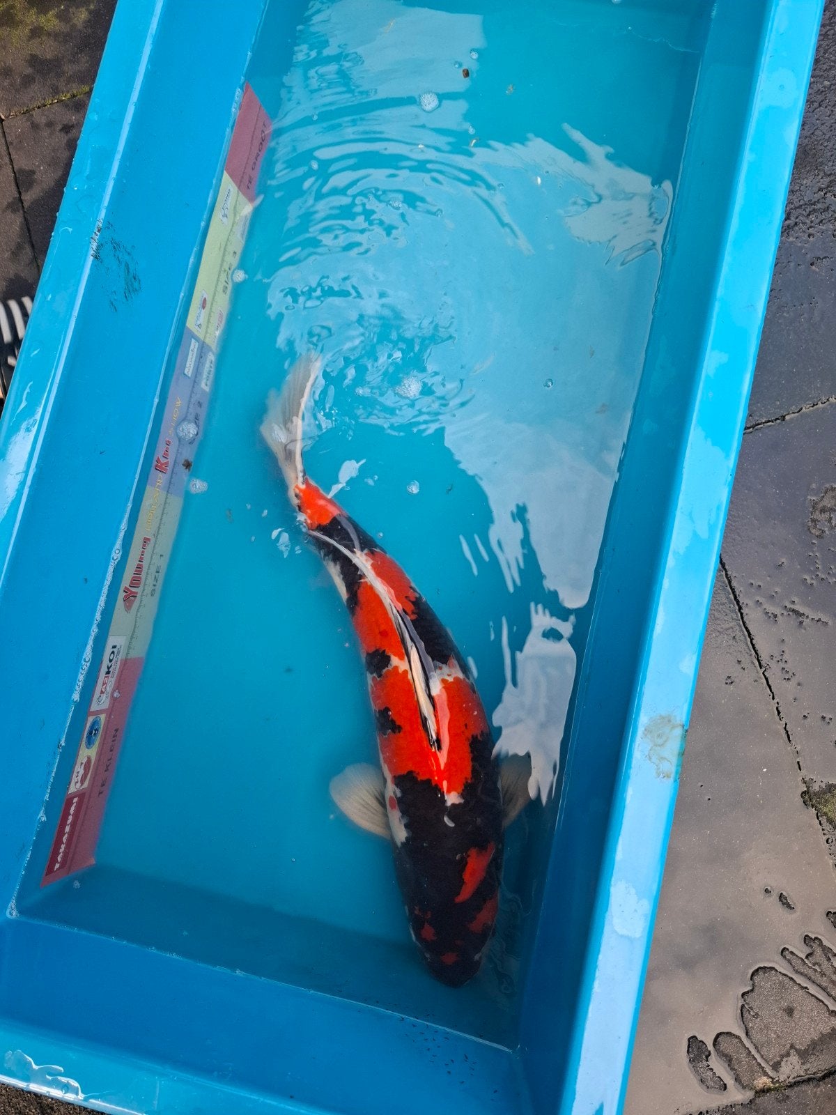Yagenji showa, Dieren en Toebehoren, Karper of Koi