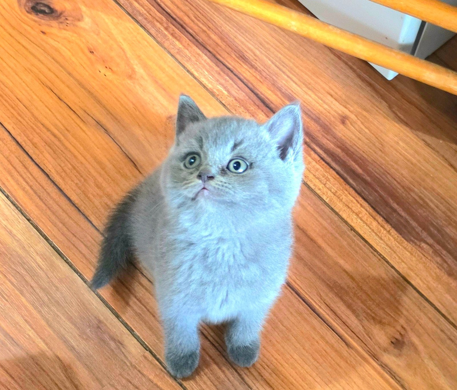 Britse korthaar, Dieren en Toebehoren, Katten en Kittens | Raskatten | Korthaar, Meerdere dieren, Ontwormd, 0 tot 2 jaar