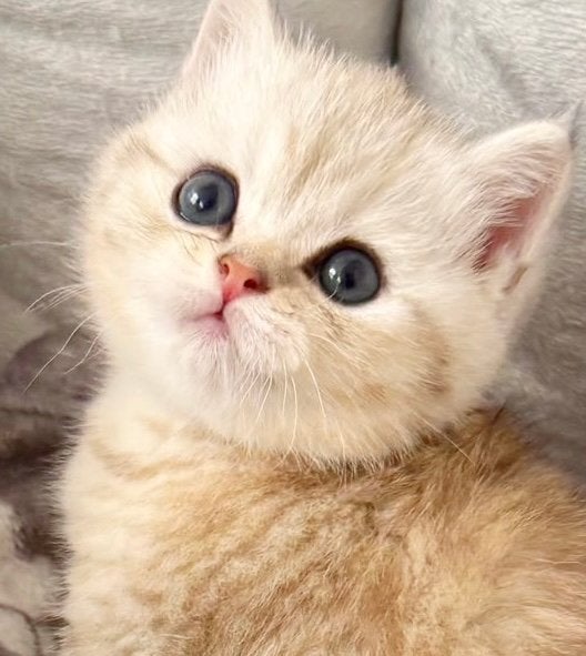 Prachtige lieve golden tabby britse korthaar kittens!, Meerdere dieren, Ontwormd, 0 tot 2 jaar