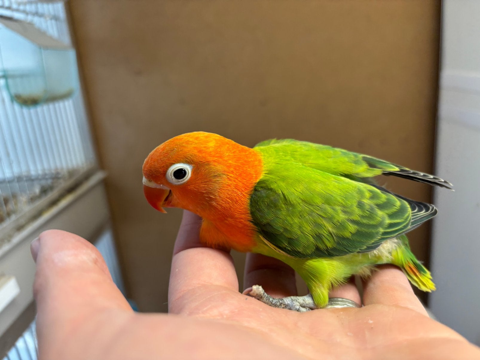 Agapornis fischeri dwergpapegaai popjes, Dieren en Toebehoren, Vrouwelijk, Dwergpapegaai of Agapornis, Geringd