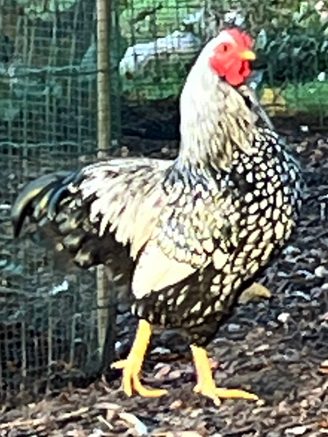 geparelde wyandotte haan, Dieren en Toebehoren, Mannelijk, Kip