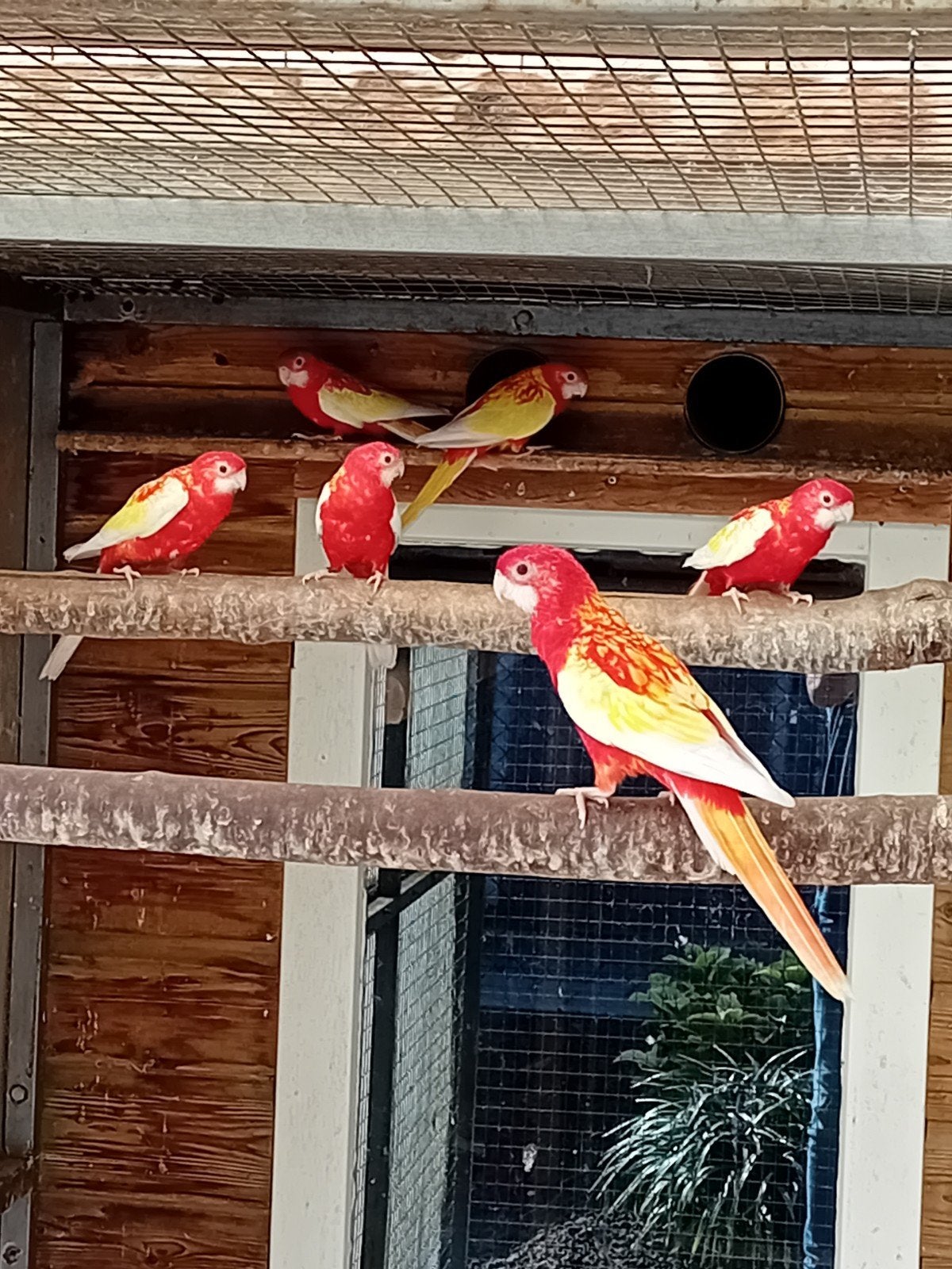 te koop mooie jonge rubino rossellas, Meerdere dieren, Parkiet, Geringd