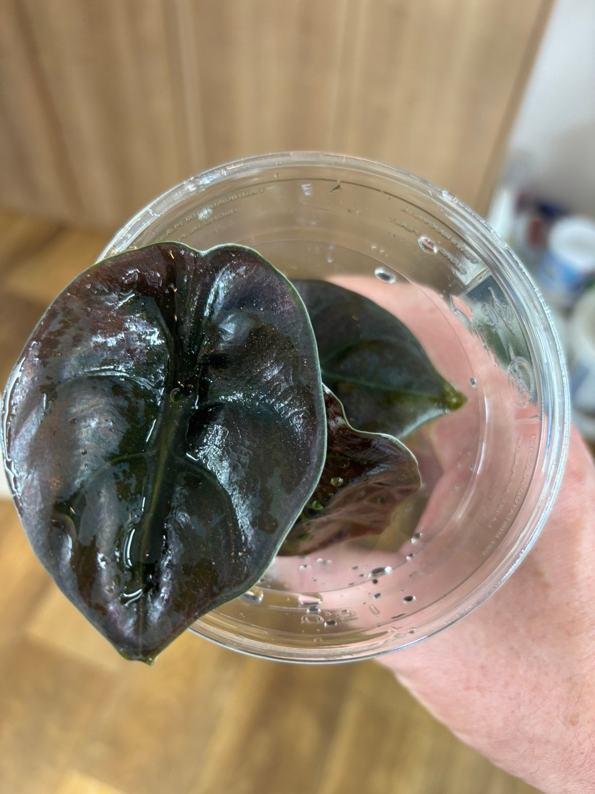 Terrariumplant Alocasia “Red secret”, Ophalen of Verzenden, Halfschaduw, Minder dan 100 cm