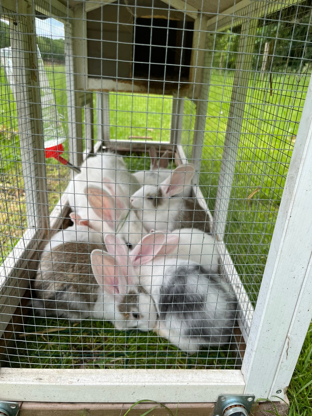 Jonge konijnen te koop, Dieren en Toebehoren, Meerdere dieren