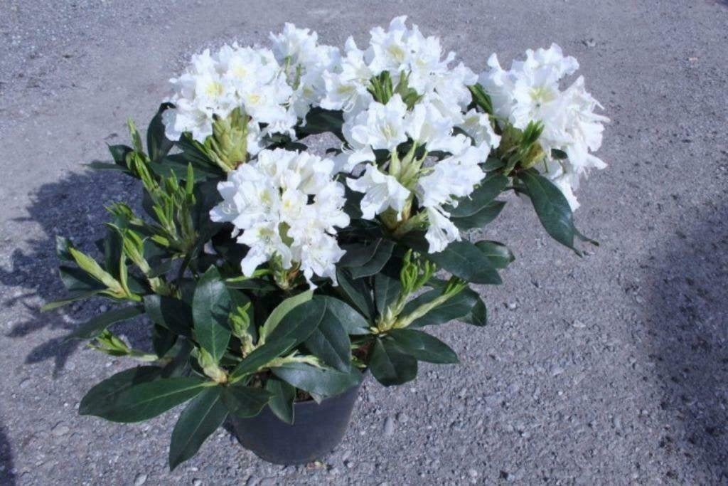 Div Rhododendrons, Vaste plant, Halfschaduw, Lente, Ophalen