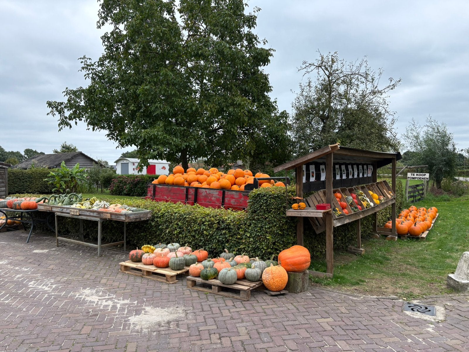 Pompoenen te koop | Eet-, Sier- & Halloweenpompoenen 24/7, Ophalen
