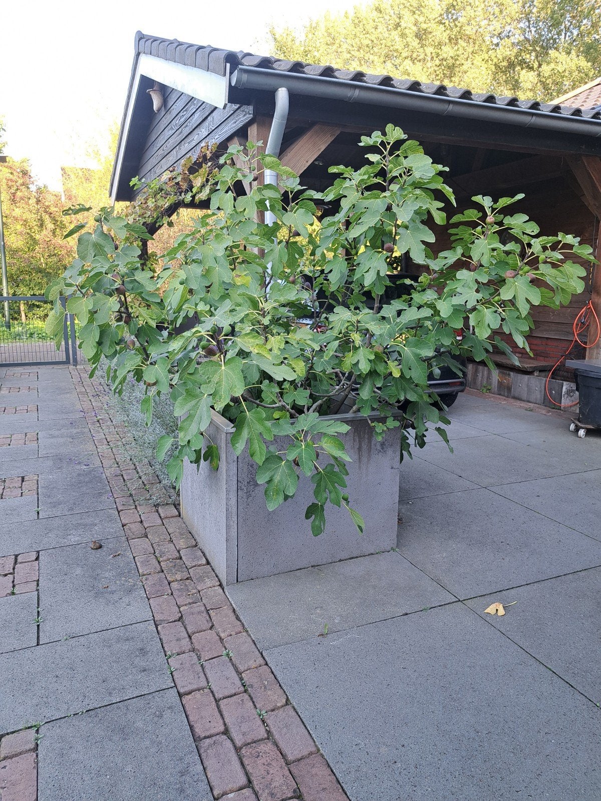 Grote vijgenboom in pot - Ficus carica maat pot 80x80x50, Ophalen, Volle zon, Vaste plant, Zomer