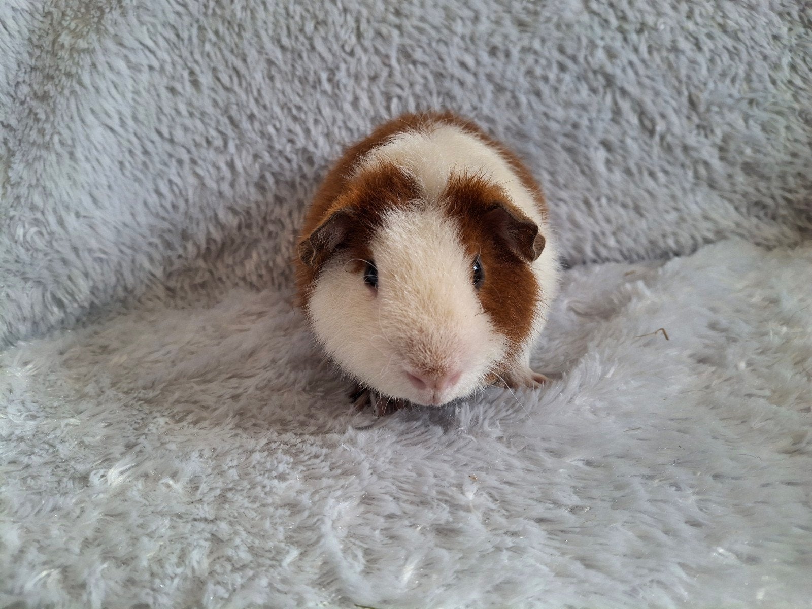 US Teddy beer, Cavia, Mannelijk, Juli, Tam