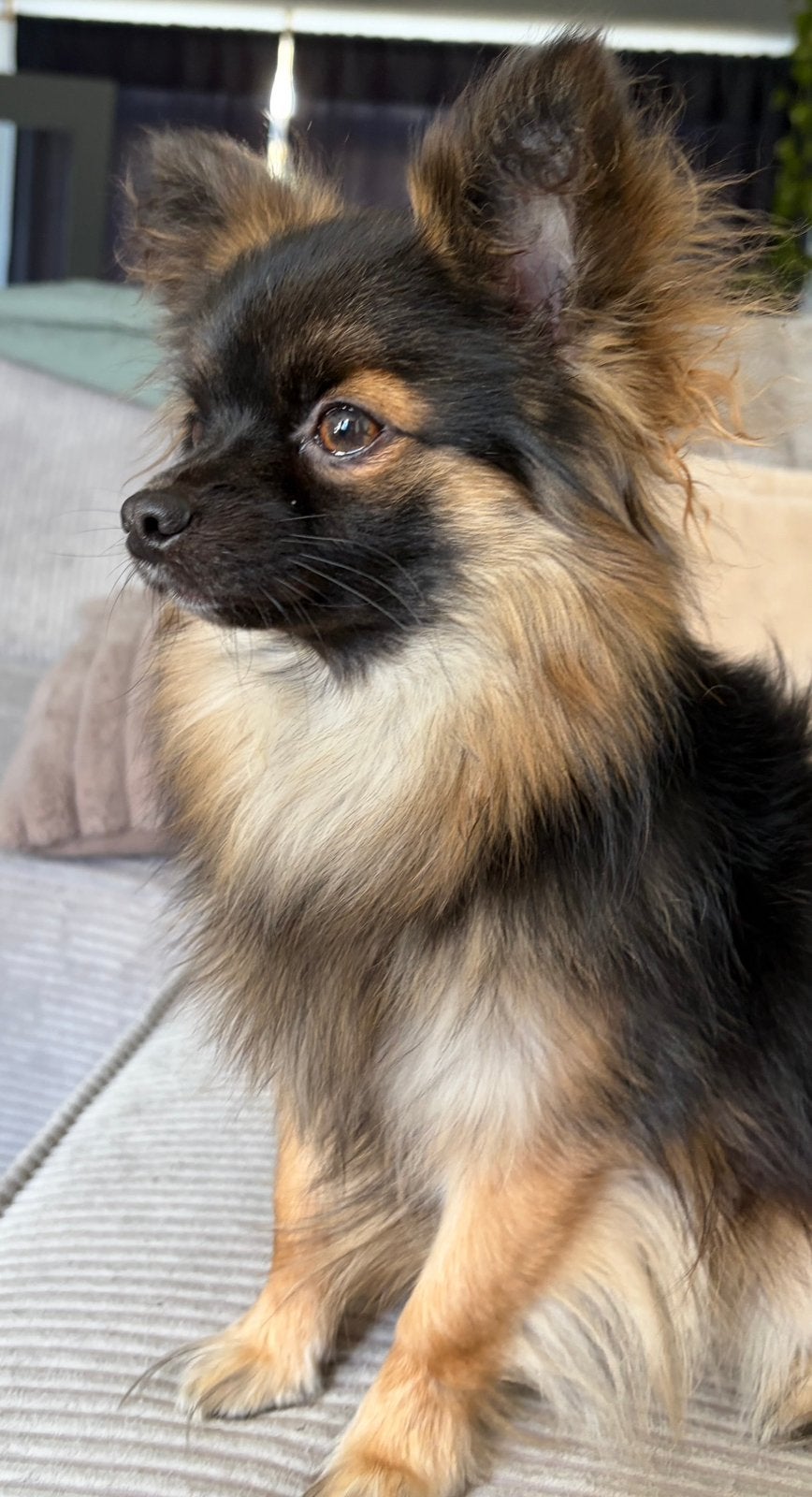 Chihuahua reu staat ter dekking (dekreu is niet te koop!), Dieren en Toebehoren, Reu, CDV (hondenziekte), 1 tot 2 jaar, Eén hond