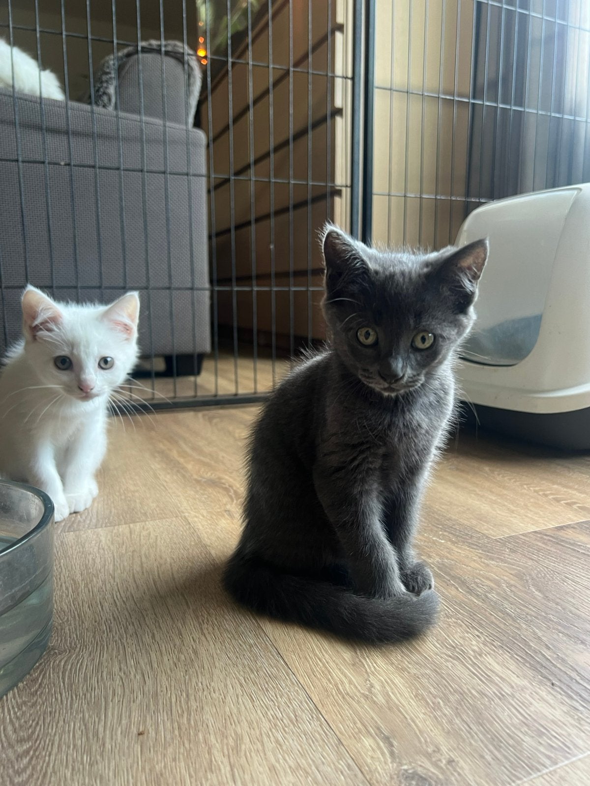 Nog twee lieve maine coon kittens poesjes, Meerdere dieren, Ontwormd, 0 tot 2 jaar