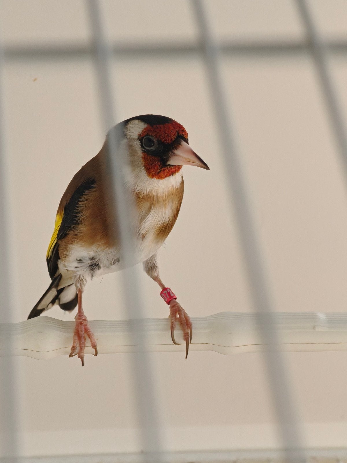 Tunisienne parva putter ️, Ophalen of Verzenden