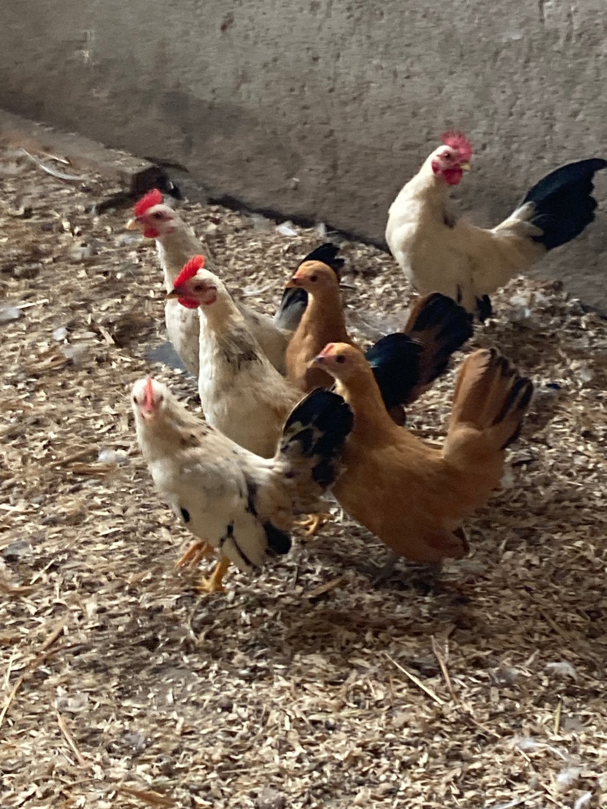 Serama, Dieren en Toebehoren, Pluimvee, Mannelijk, Kip