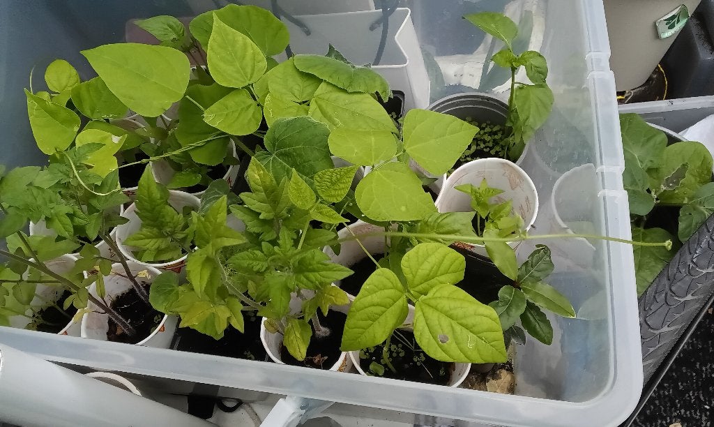 moestuinplanten, Ophalen, Overige soorten, Volle zon