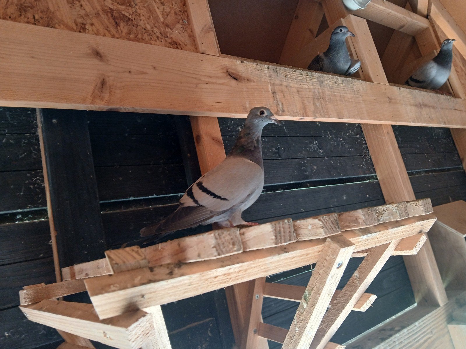 postduiven, Meerdere dieren, Postduif