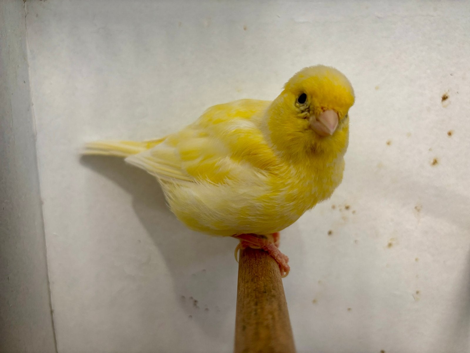 Fife fancy pop te koop met jong., Dieren en Toebehoren, Vogels | Kanaries, Meerdere dieren, Postuurkanarie