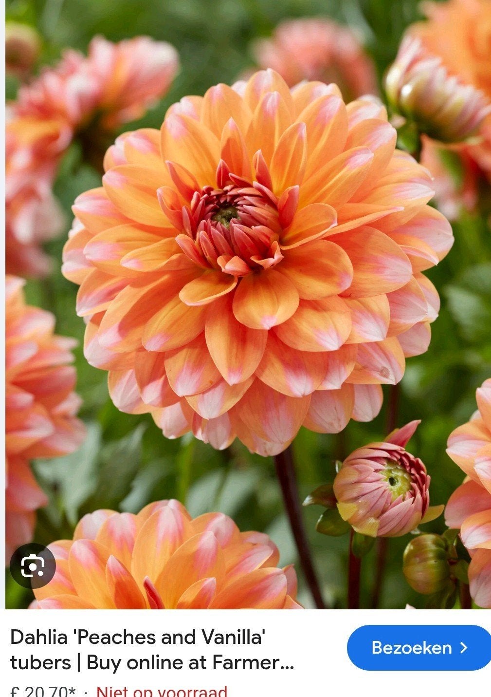 Dahlia Peaches and Vanille tuinplant, Tuin en Terras, Bloembollen en Zaden, Ophalen, Volle zon, Knol