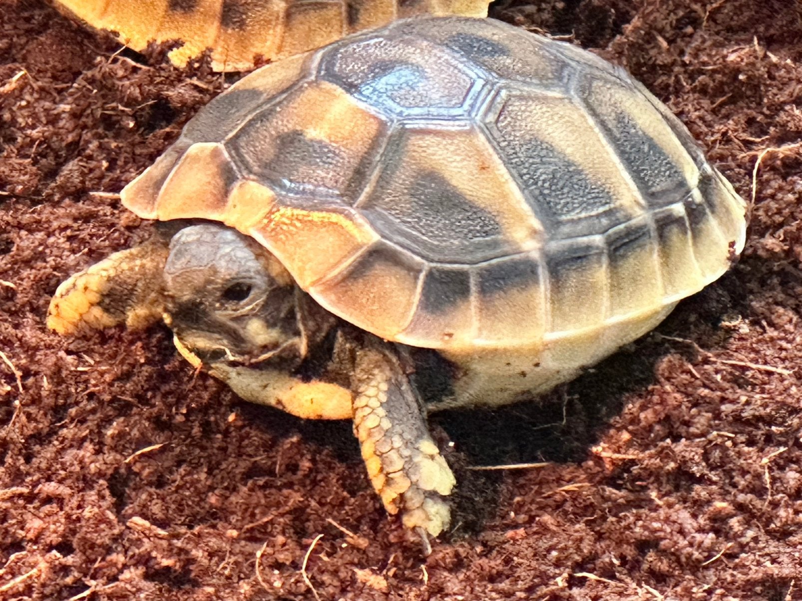 Prachtige, gezonde Griekse Landschildpadden. Nakweek 2026 ! Tortoise photo 15